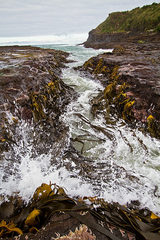 Curio Bay - New Zealand