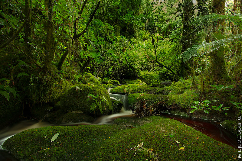 Near Oparara Cave - New Zealand