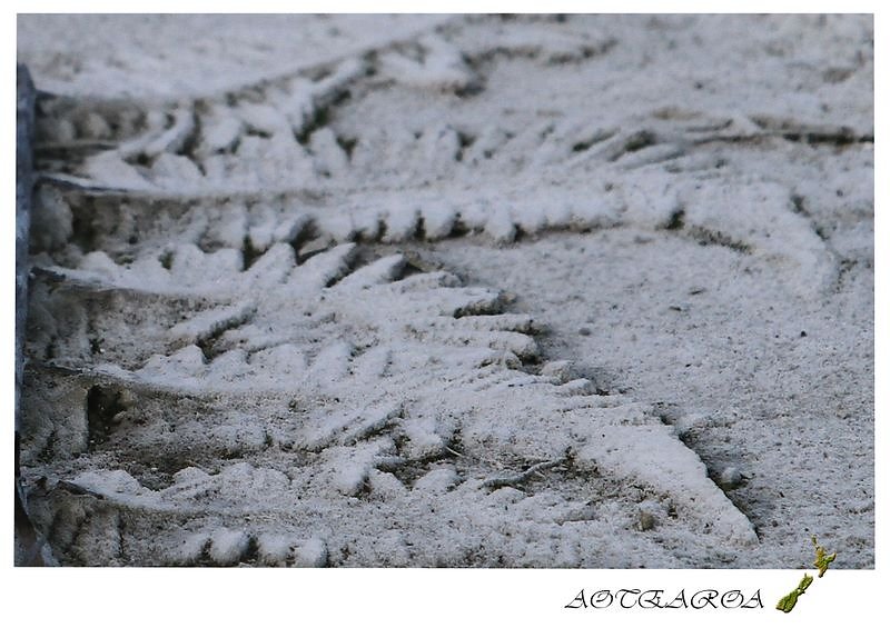 orakei-korako-fern.jpg