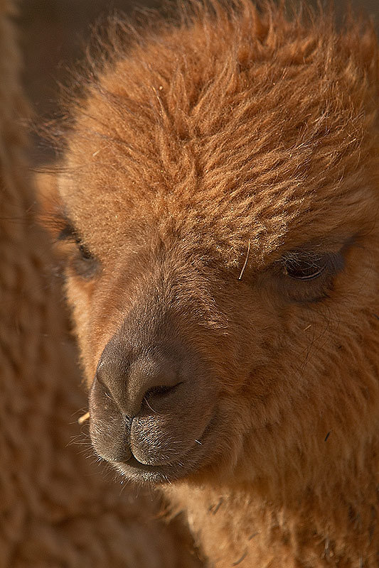 Sillustani